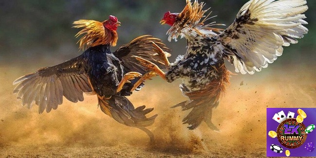 Live cockfighting ekrummy and great tips to win bets