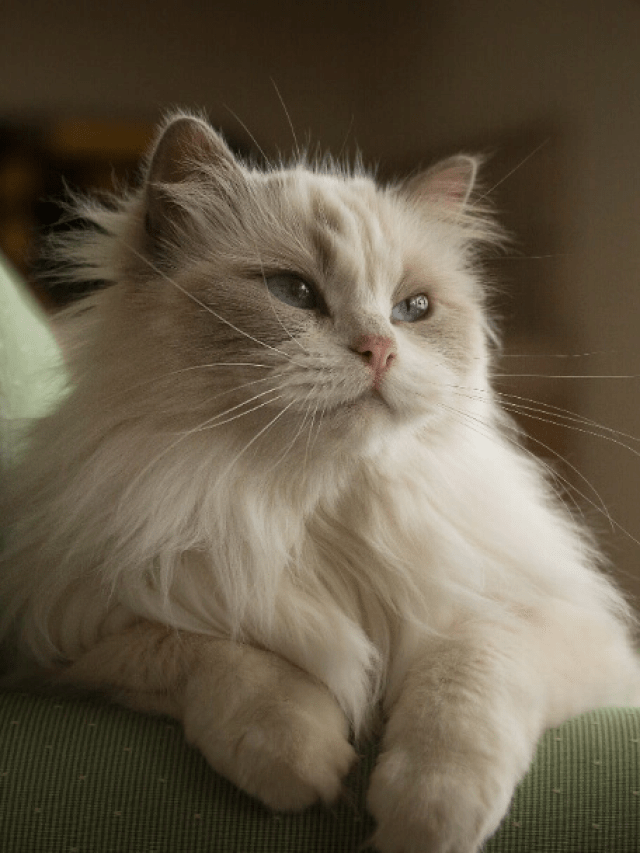 Top 8 most popular cat breeds in India