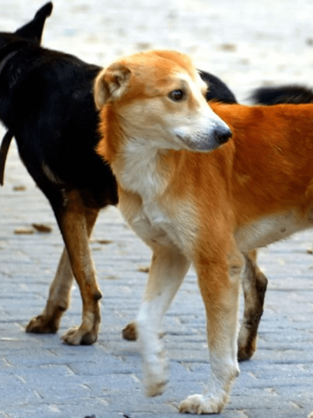 8 ways to protect street dogs