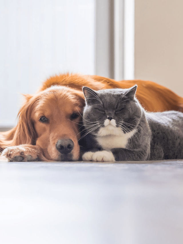 Top 8 cat breeds that are best for dog owners