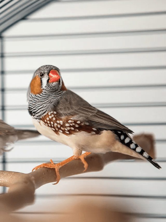 Top 8 popular pet birds in India