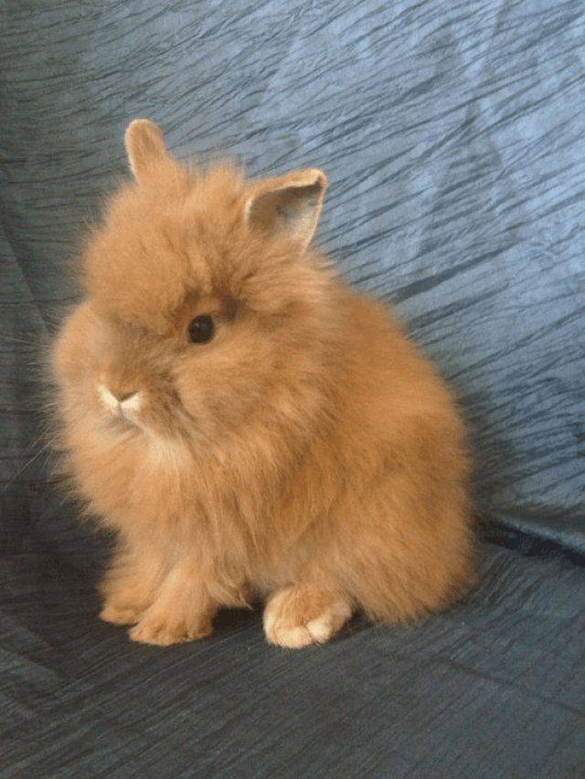 8 Pet Rabbit breeds in India