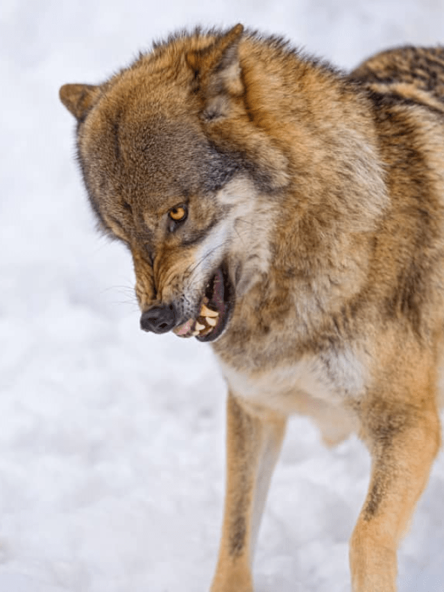 Top 8 most dangerous exotic Indian pets