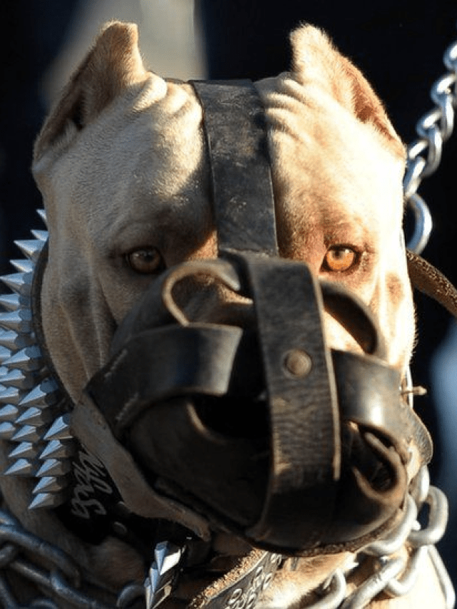 Dogs are cute? Yes, but avoid these dangerous species