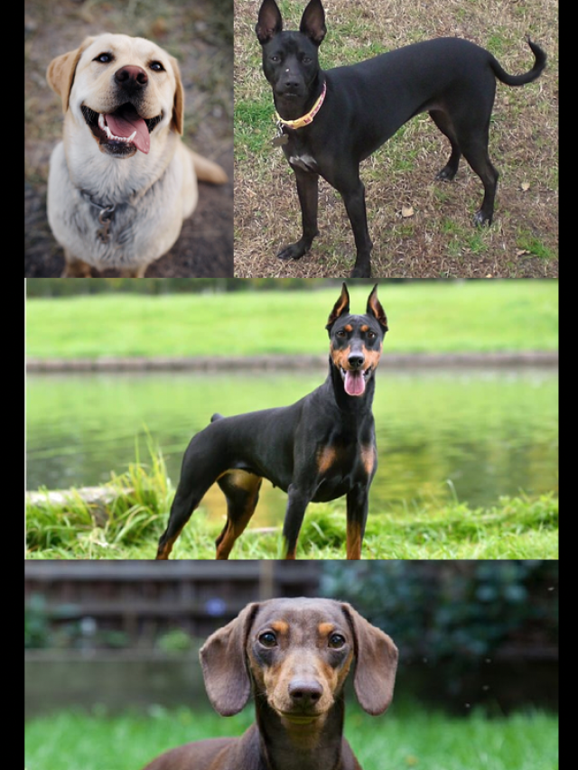 8 pocket-friendly dog breeds in India