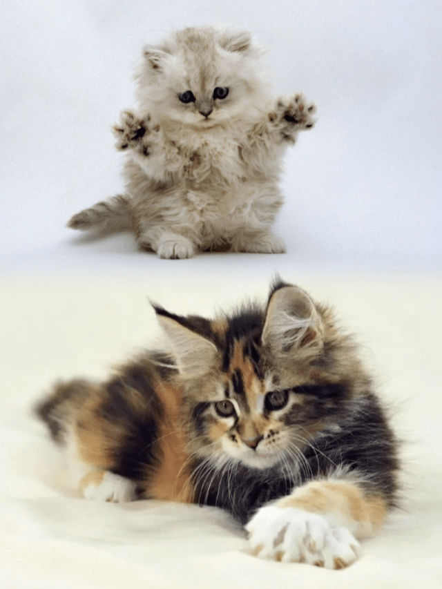 8 Best Budget-friendly Cat Breeds in India