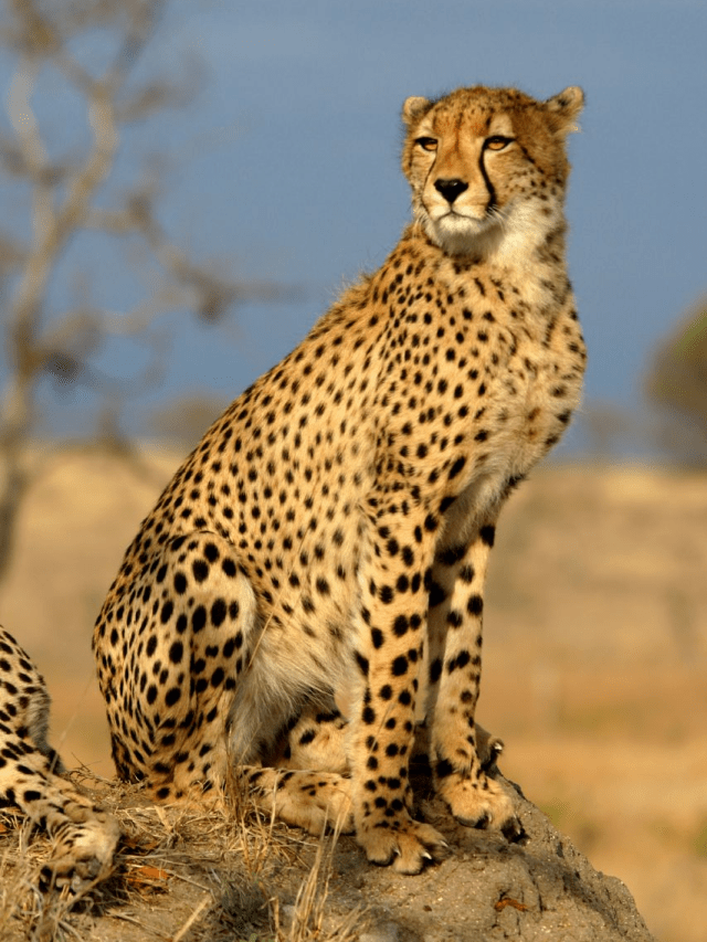 8 facts about cheetahs you didn’t know