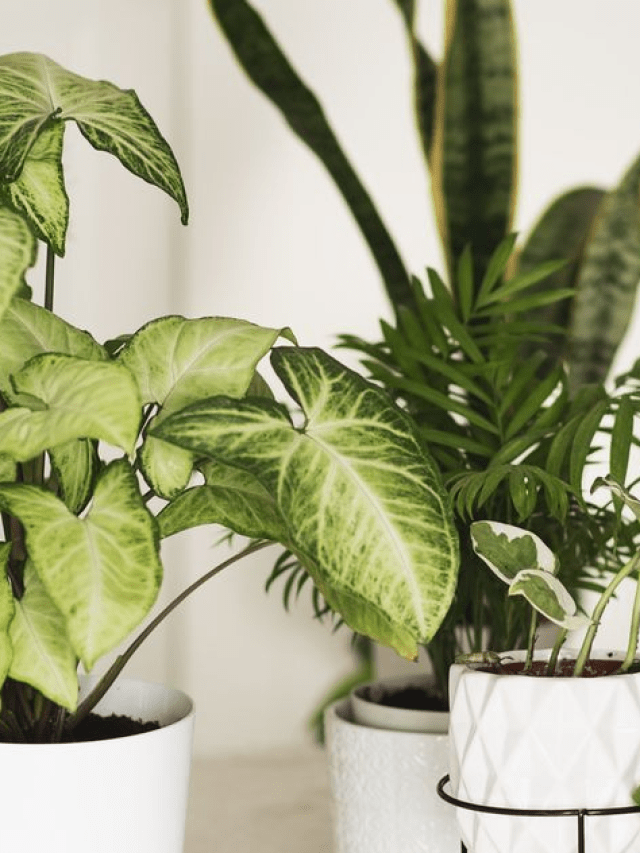 7 Best Indoor Plants For Air Purification, Check It Out