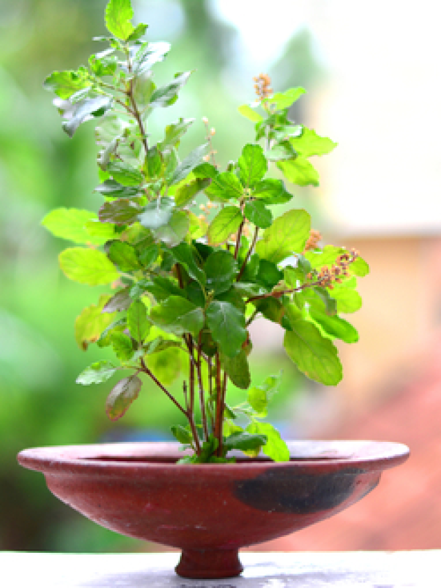 Why is tulsi beneficial for health?