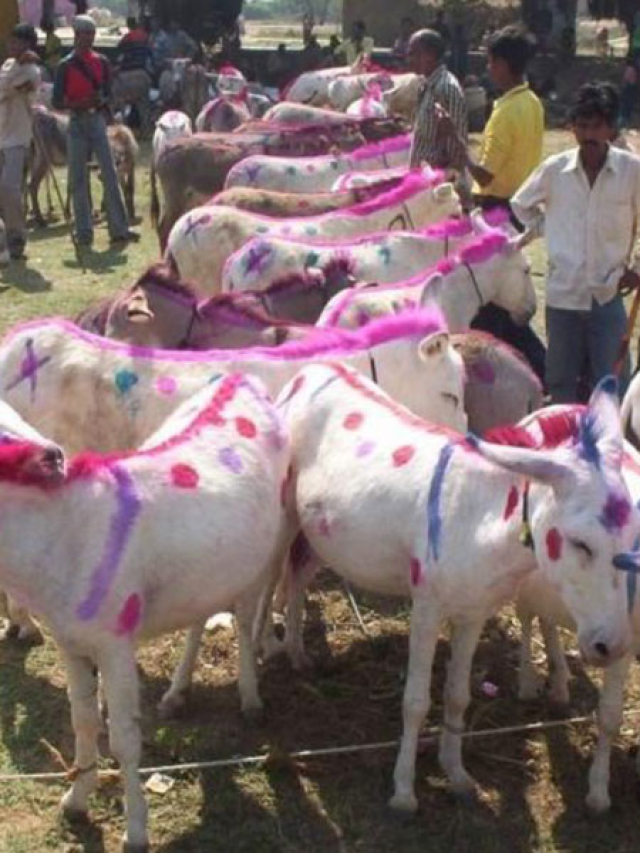 Donkey Fair begins everyday in Ujjain on Ekadashi, ends on kartik poornima