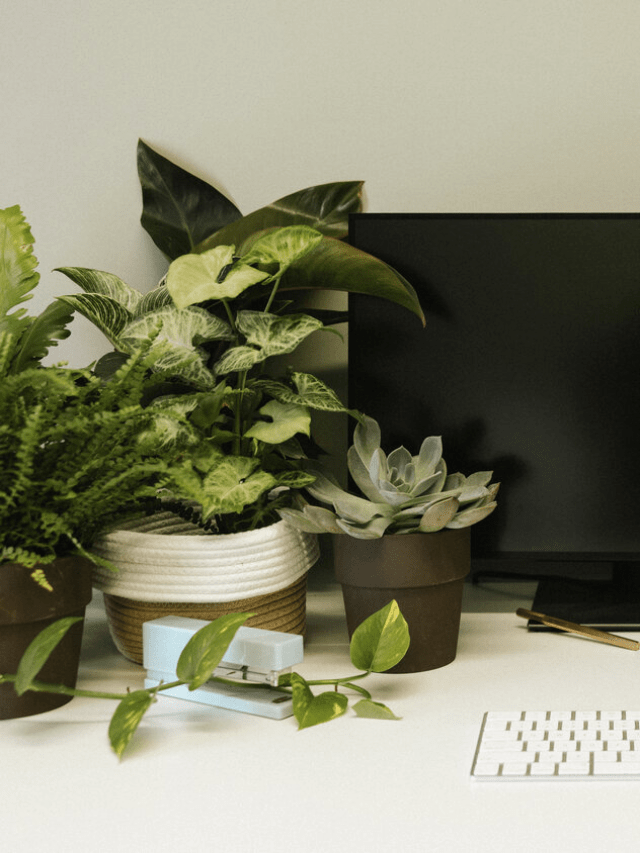 Top 8 plants that every employee should keep at their office desk according to Vastu