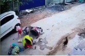 stray dogs