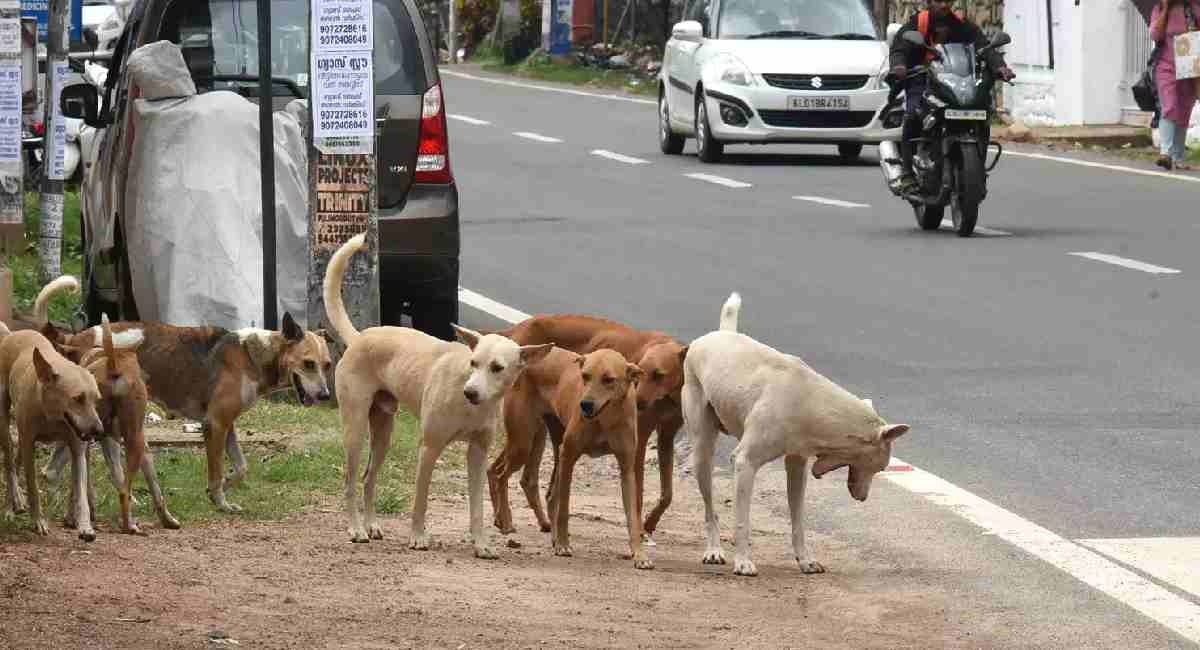 mcd dogs