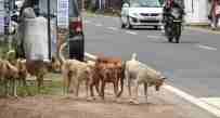 mcd dogs