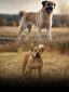 7 Dog Breeds Known For Protective Instincts