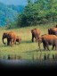 Periyar Wildlife Sanctuary, Kerala