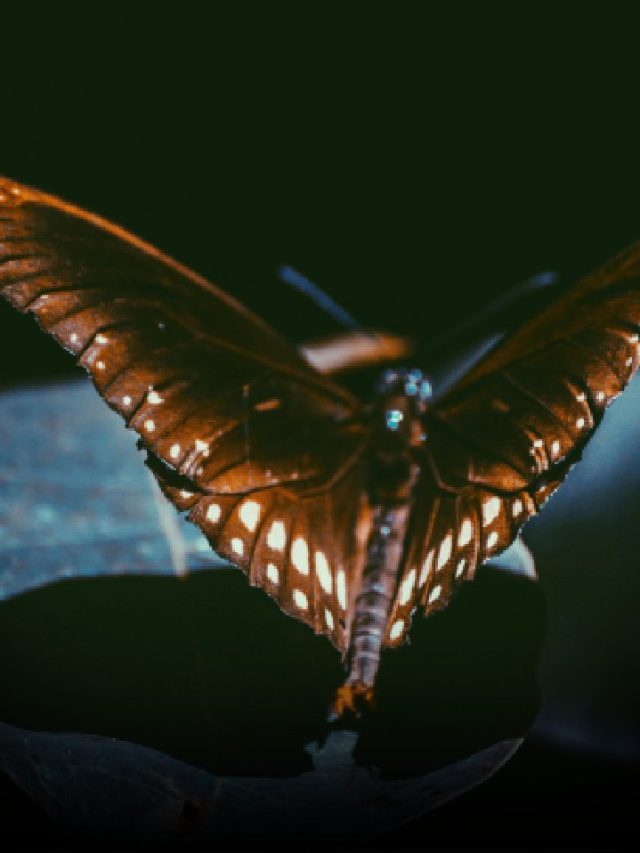 Wings Of Meaning: Butterfly Symbolism Across Cultures