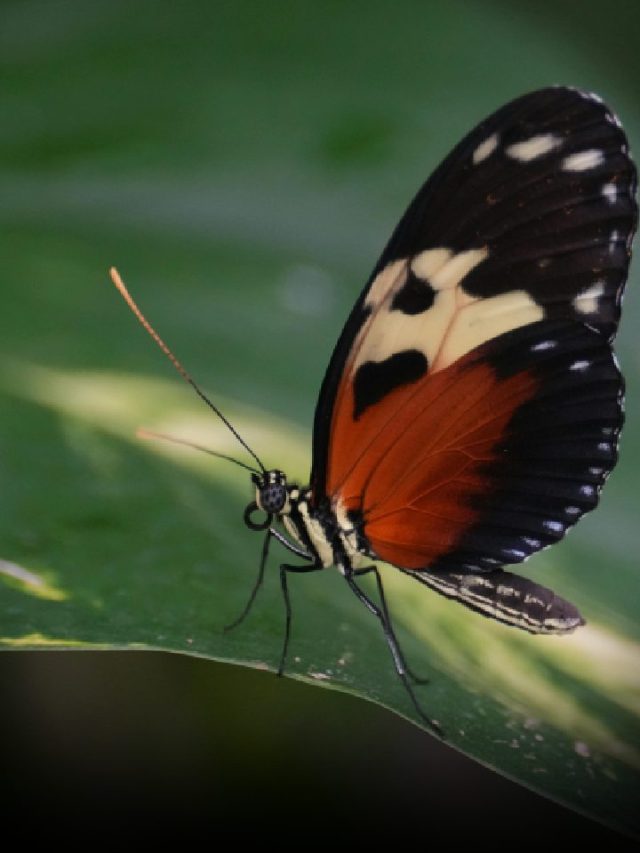 Colorful Deception: The Science Behind Butterfly Defense