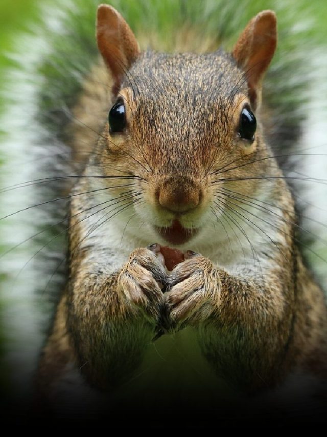 Squirrels’ Hidden Lives: A Glimpse Into Their Secret World