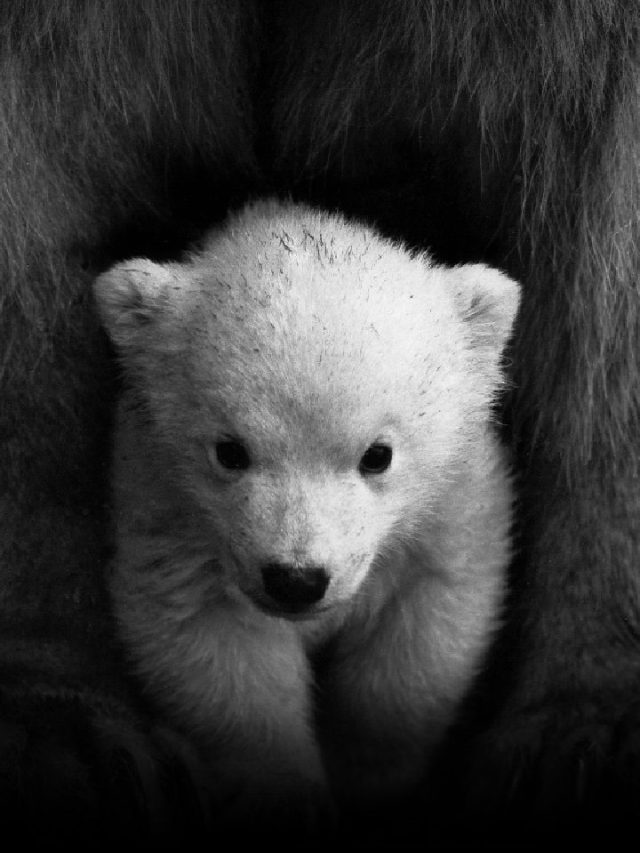 Unveiling The Secrets Of Polar Bears: A Journey Into The Arctic