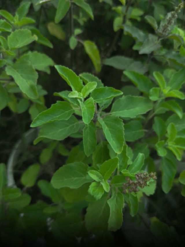 Melt Belly Fat Naturally With This Holy Herb : Tulsi